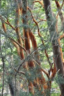 A bela cor avermelhada dos arrayanes, árvore muito comum no Parque Nacional Los Alerces, ao norte de Trevelin, na patagônia argentina